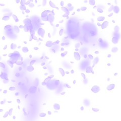 Violet flower petals falling down. Appealing roman