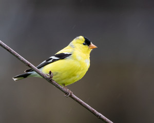Gold finch perched on branch looking to the right