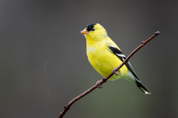 Gold finch perched on branch looking to the left 