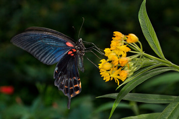 Scarlet Mormon or red Mormon (Papilio rumanzovia).