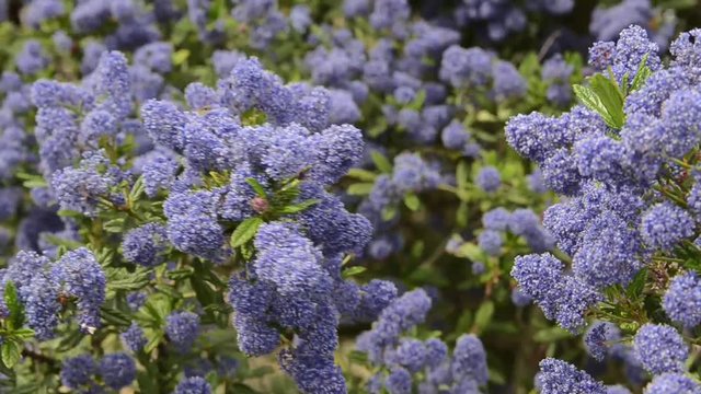 Decorative ceanothus tree growing in garden. A close up of blooming Ceanothus flowers. Bees feeding and collecting nectar on flower. Blue flowers blooming in spring. Ceanothus Dark Star. California li