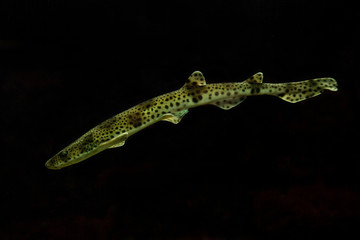 Small-spotted catshark, sandy dogfish,  lesser-spotted dogfish, Rough-hound,  Morgay (Scyliorhinus canicula).