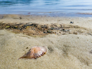 There are many dead, such as crabs and their paws, after storms followed by flooding in the pond.