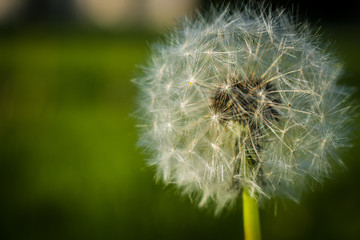 Fototapeta premium Dandelion