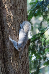 gray squirrel clinging to a tree trunk