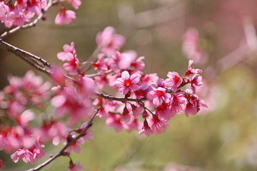 cherry blossom in spring