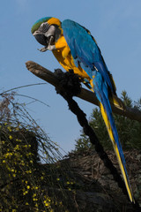 yellow and blue parrot on a trunk