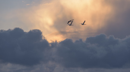 Fototapeta premium 夕景と白鳥（Evening view and swan）