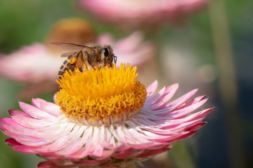 bee find sweet in Straw flower