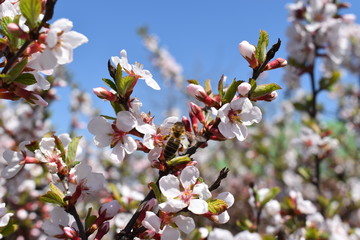 cherry blossom and bee