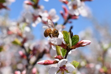 cherry blossom and bee