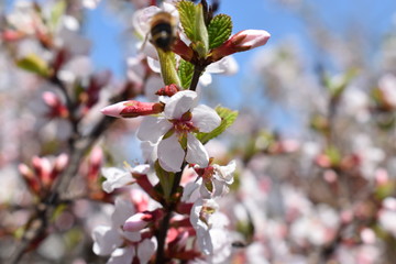 cherry blossom and bee