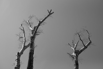 Деревья умирают стоя 