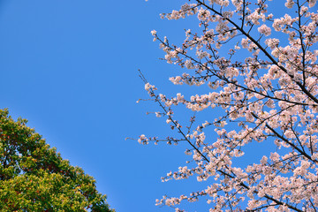 【神奈川県】横須賀市　諏訪大神社の桜