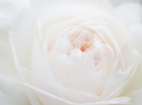 White rose close-up can use as background. Soft and dreamy