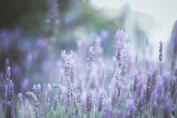 Selective focus on beautiful purple flowers in meadow - wild spring flowers