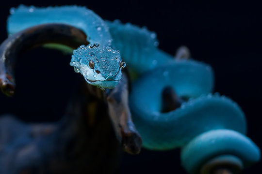 Blue Pit Viper