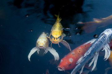Fancy carp swimming in a pond. Fancy Carps Fish or Koi Swim in Pond, Movement of Swimming and Space.