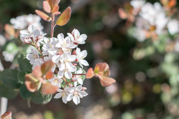 Obraz premium white flowers on the tree