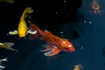 Fancy carp swimming in a pond. Fancy Carps Fish or Koi Swim in Pond, Movement of Swimming and Space.