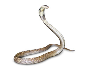 Snake cobra (Naja kaouthia) isolated on white background with clipping path. This aspic, poisonous living in Southeast Asia.