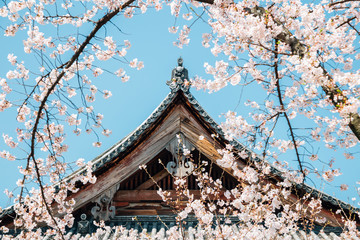 Traditional roof and cherry blossoms at Toji temple in Kyoto, Japan