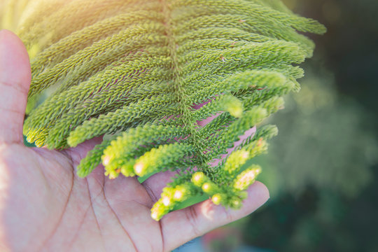 The green fringed leaves are in one hand, taking care of nature.