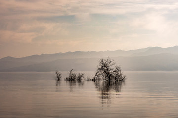 trees rising from the middle of a lake 