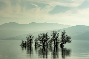 trees rising from the middle of a lake 