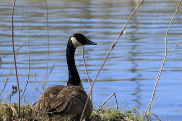 Obraz premium Canadian goose or Branta Canadensis eating green pasture near the pond.
