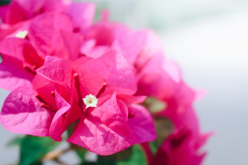 Close up beautiful pink bougainvillea flowers