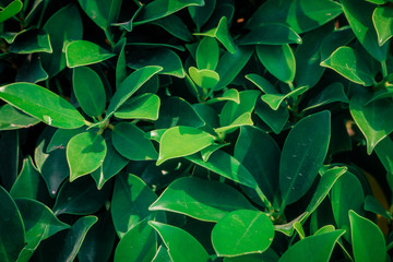Top view abstract nature green leaves pattern background