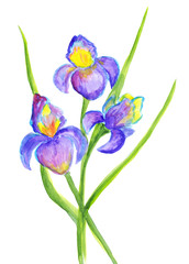 Luxury watercolor irises. Three flowers painted in noble colors. Hand drawn watercolor illustration isolated on white background. 