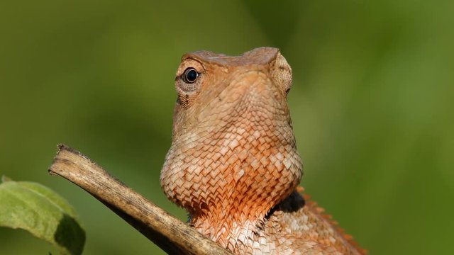 Oriental garden lizard sitting on a tree branch and looking around in Khao Yai national park, Thailand.