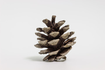 brown pine cone isolated on white background