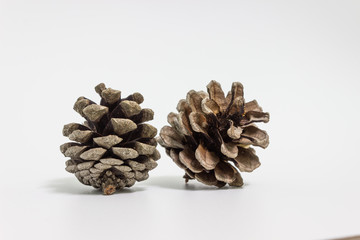 brown pine cone isolated on white background