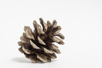 brown pine cone isolated on white background