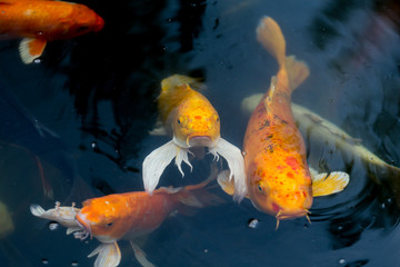 Fancy carp swimming in a pond. Fancy Carps Fish or Koi Swim in Pond, Movement of Swimming and Space.