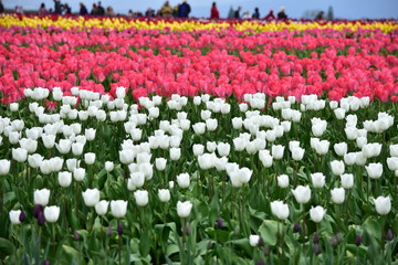Woodburn, Oregon, USA - April 14, 2018: Tulips at Wooden Shoe Tulip Festival in Woodburn Oregon
