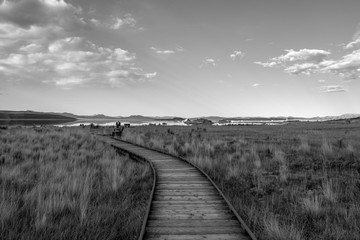 black and white boardwalk in a field