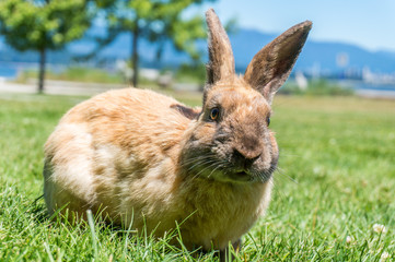 rabbit in grass
