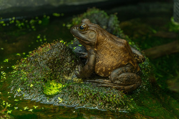 Obraz premium frog in pond