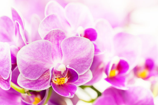 ラン科 Images Browse 2 390 Stock Photos Vectors And Video Adobe Stock