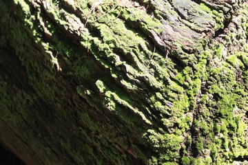 Museu de história Natural e jardim Botânico da UFMG