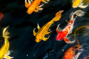Obraz premium Fancy carp swimming in a pond. Fancy Carps Fish or Koi Swim in Pond, Movement of Swimming and Space.