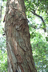 Museu de história Natural e jardim Botânico da UFMG