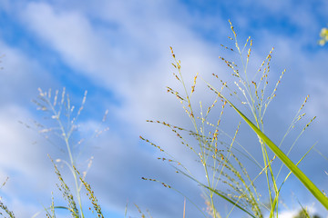 green grass and blue sky