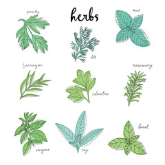greenery herb leaves clipart set
