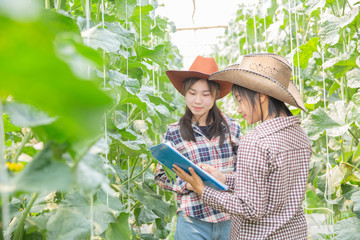 Woman science Assistant ,Agricultural Officer. in greenhouse farm research melon