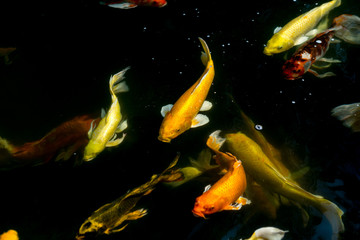 Fancy carp swimming in a pond. Fancy Carps Fish or Koi Swim in Pond, Movement of Swimming and Space.